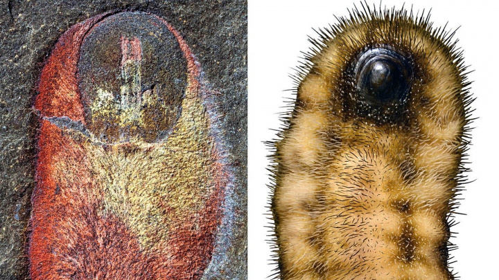 Seznamte se s 'chlupatou hlavou', která poodhaluje tajemství rané evoluce zvířat