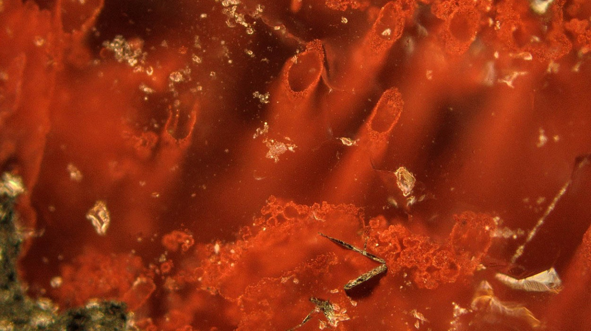 Budeme přepisovat učebnice? Život možná vznikl před více než čtyřmi miliardami let