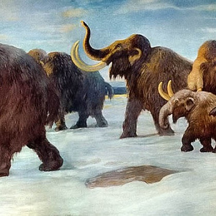Poslední mamuti byli genetické trosky