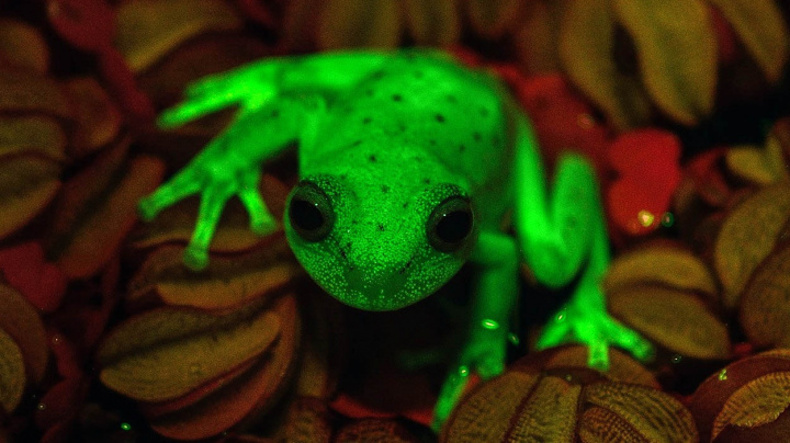 Poslední žabí tajemství? Tropická rosnička pod vlivem UV světla fluoreskuje
