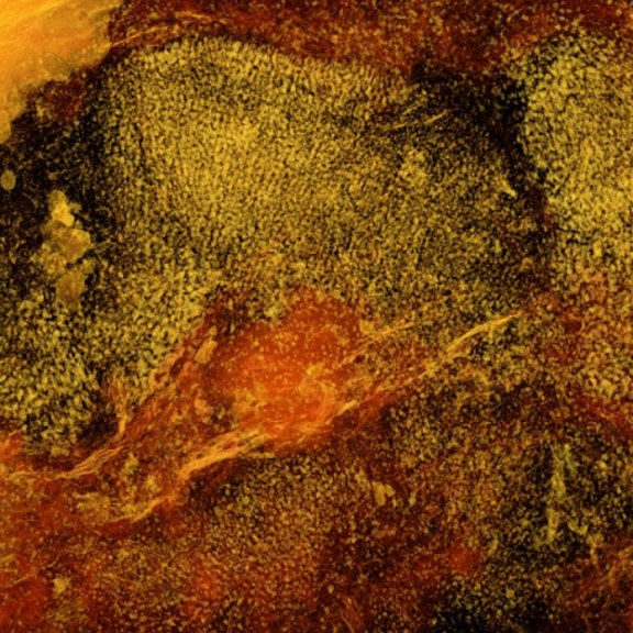 Nalezeny nejstarší pozůstatky rostlin. Jak to mění naše představy o vývoji života?