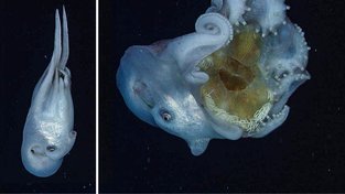 Biologové odhalili, čím se živí hlubokomořské chobotnice