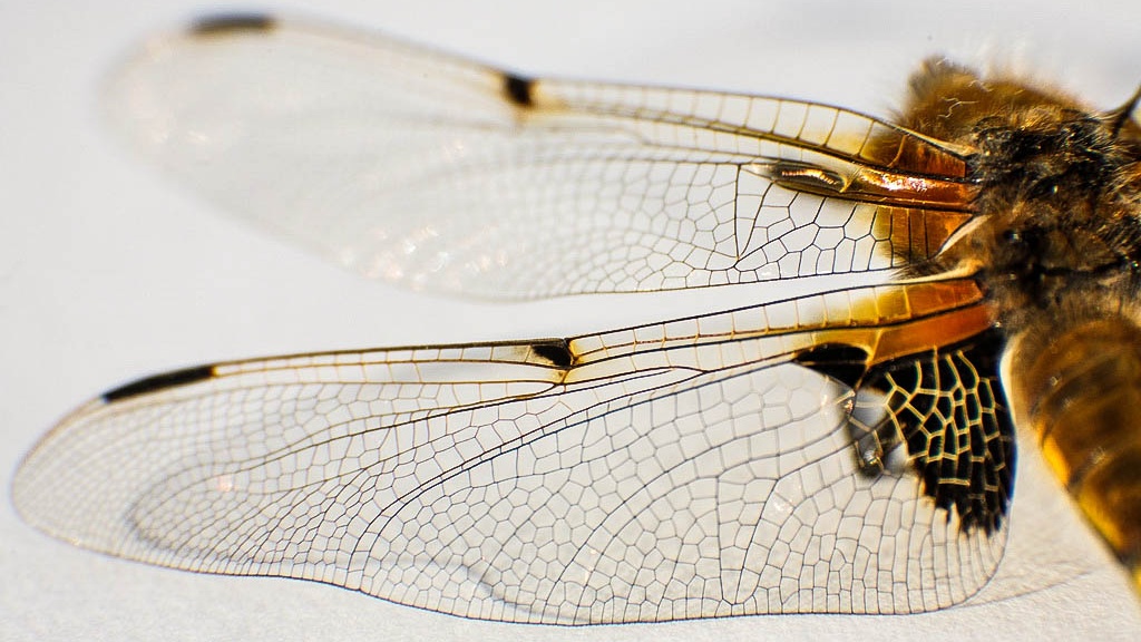 Jak vznikla křídla hmyzu? Další dílek evoluční skládačky doplnili čeští vědci