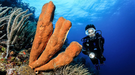 Jaká zvířata jsou 'nejprimitivnější'? Rozsáhlá genomická studie přilévá olej do ohně