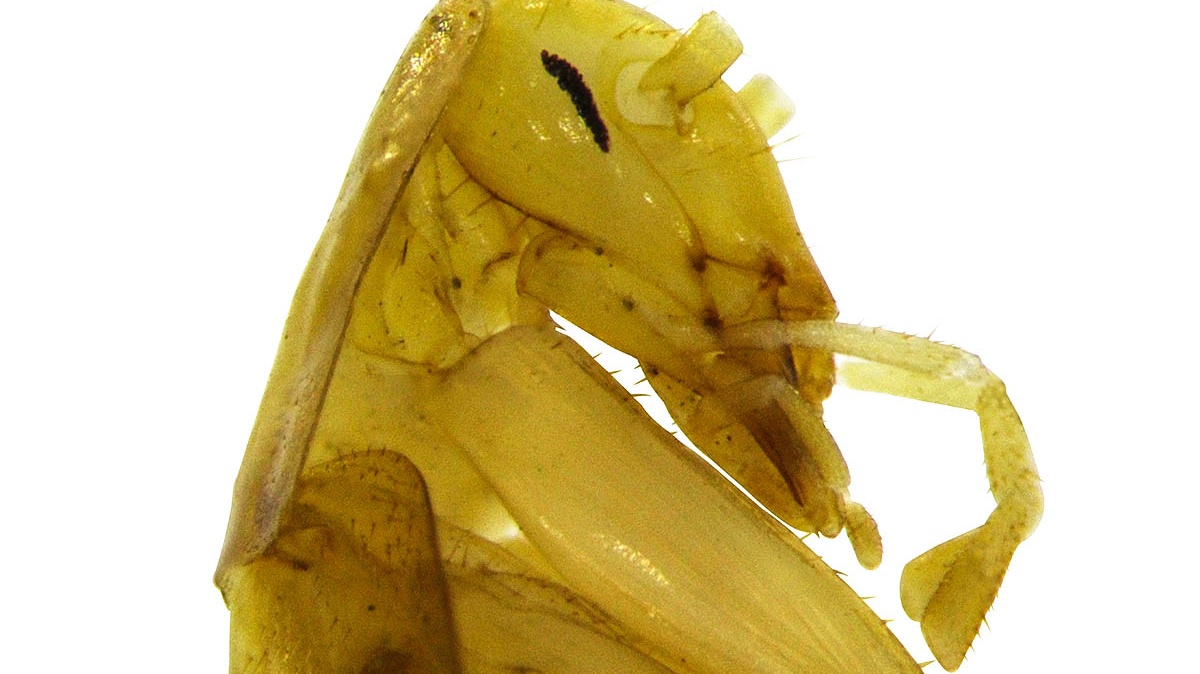 Kam zmizel dinosauří trus? Odpověď ukrývají švábi