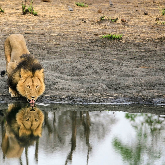 Vědci odhalili, jak se ze lvů stávají lidožrouti