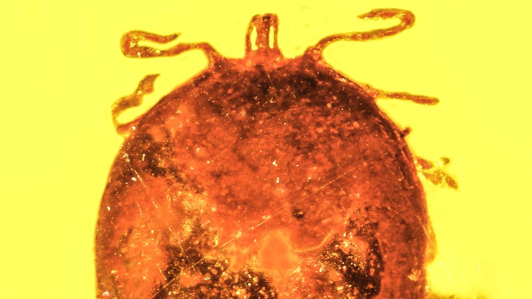 Jurský park s opicemi: Nalezena fosilie krve prastarých savců