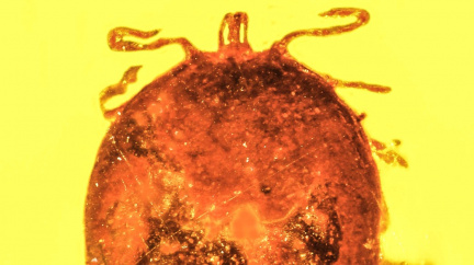 Jurský park s opicemi: Nalezena fosilie krve prastarých savců