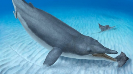 Ryly dávné velryby ve dně? Přelomová fosilie přepisuje evoluci kytovců