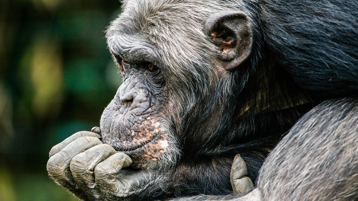 Umí opice číst myšlenky?