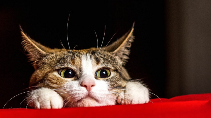 Vědci konečně odhalili, jak člověk (ne)ochočil kočku