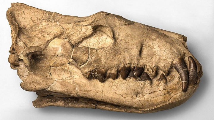 Unikátní objev fosílie predátorů s obludnými zuby