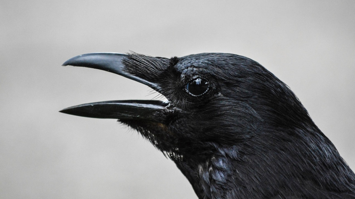 Na ptáky jsme krátký: Krkavci bezpečně poznají podvodníka i měsíc po činu