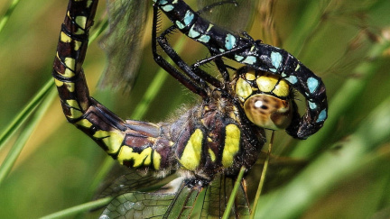 Samičky vážek předstírají smrt, aby unikly agresivním samcům