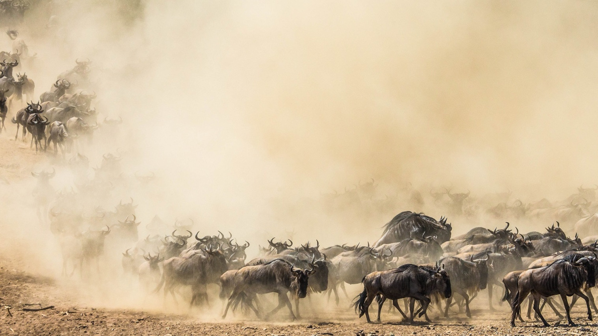 Oběť za ráj na Zemi? Africké Serengeti udržují v chodu tisíce utopených pakoňů