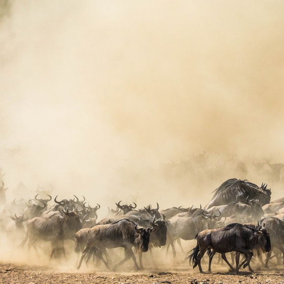 Oběť za ráj na Zemi? Africké Serengeti udržují v chodu tisíce utopených pakoňů