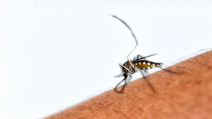 Podpásový útok tropické nemoci. Nákaza malárií zřejmě podkopává kvalitu kostí