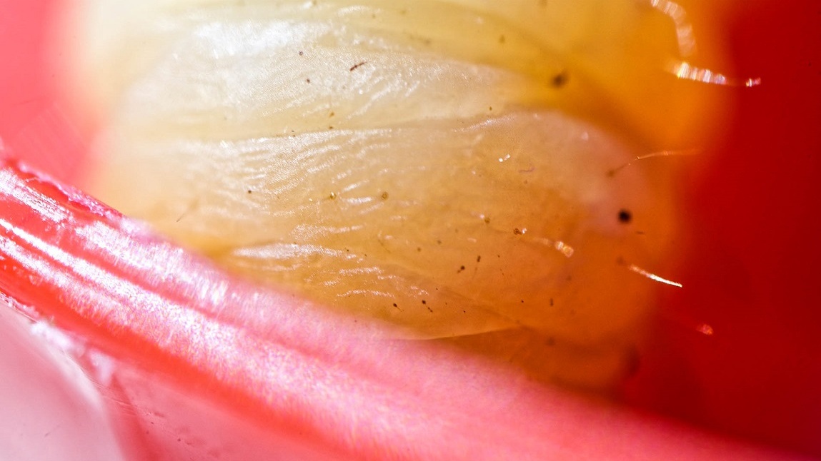 Nový způsob, jak se zbavit plastů: Snědí ho housenky