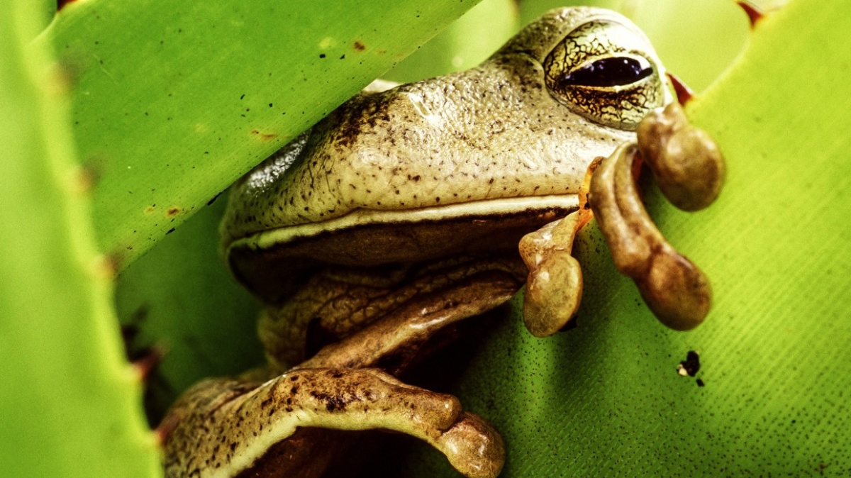 Překvapivý vítěz posledního hromadného vymírání