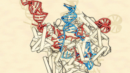 Vědci 'vyCRISPRovali' z embrya dědičnou chorobu. Přichází doba rutinních zásahů do lidského genomu?