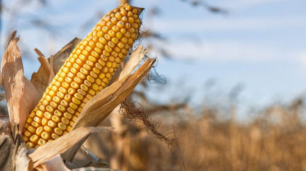 Jak se kukuřice přizpůsobila novým podmínkám?