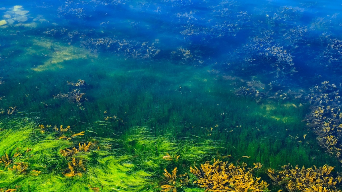 Supertání ledovců jako strůjce evoluce