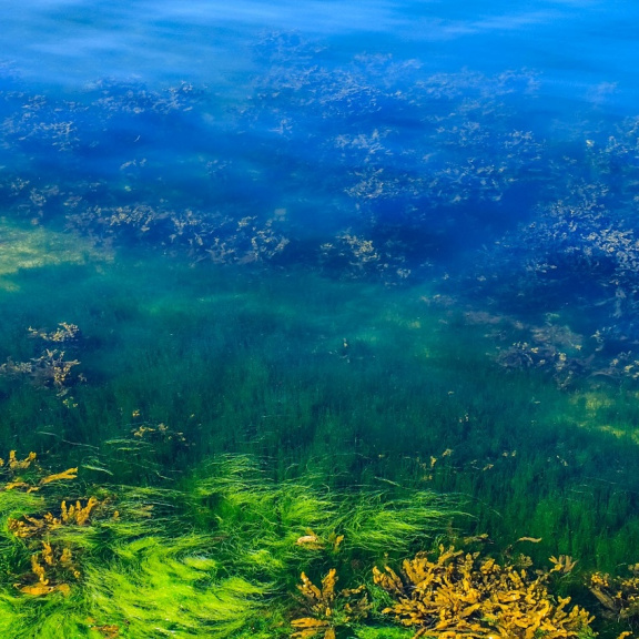 Supertání ledovců jako strůjce evoluce