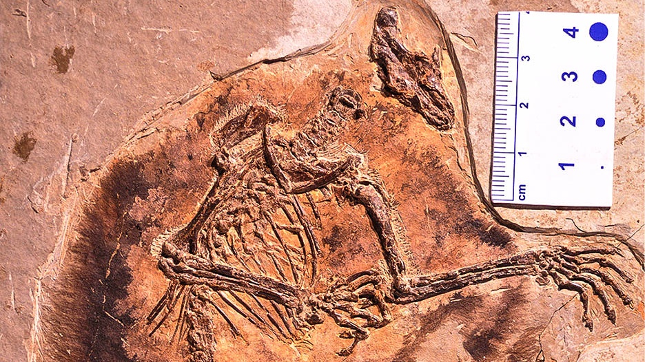 Jurští létavci odhalují nečekanou diverzitu druhohorních savců