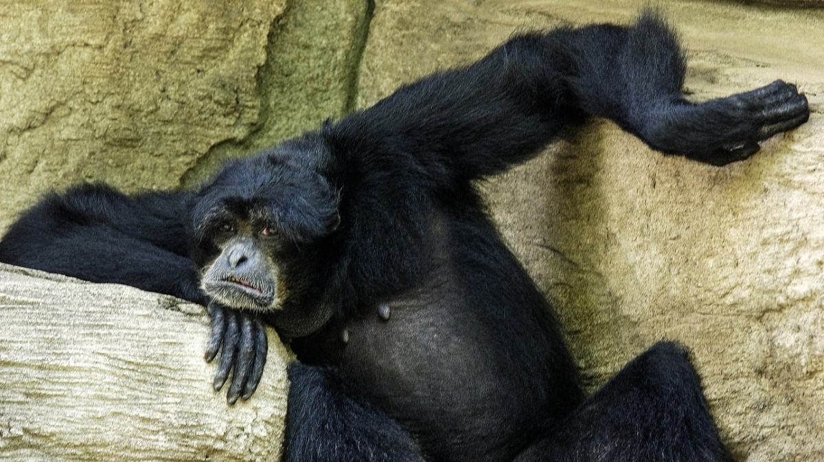 Člověk v tom není sám. Alzheimerovou chorobou zřejmě trpí i šimpanzi