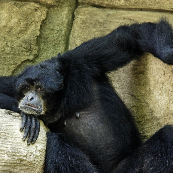 Člověk v tom není sám. Alzheimerovou chorobou zřejmě trpí i šimpanzi