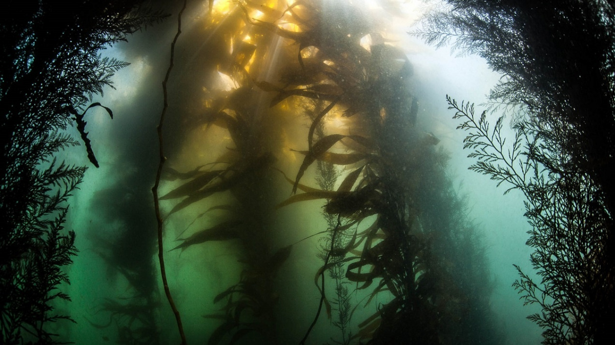 Farmáři pod mořem: Leží naše budoucnost pod mořskou hladinou?