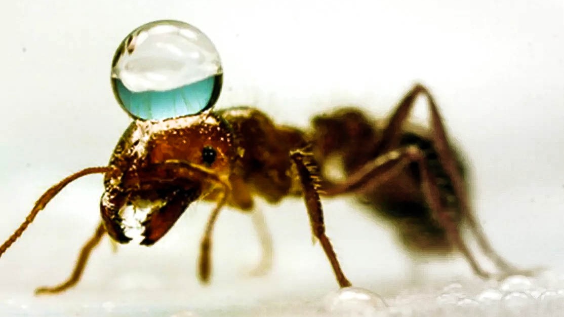 Mravenčí flotily na rozbouřených vodách