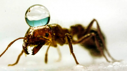 Mravenčí flotily na rozbouřených vodách