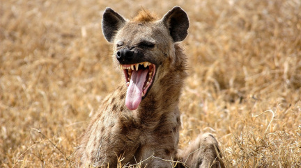 Kýchání jako 'jazyk': Vědci rozluštili komunikaci mezi hyenami