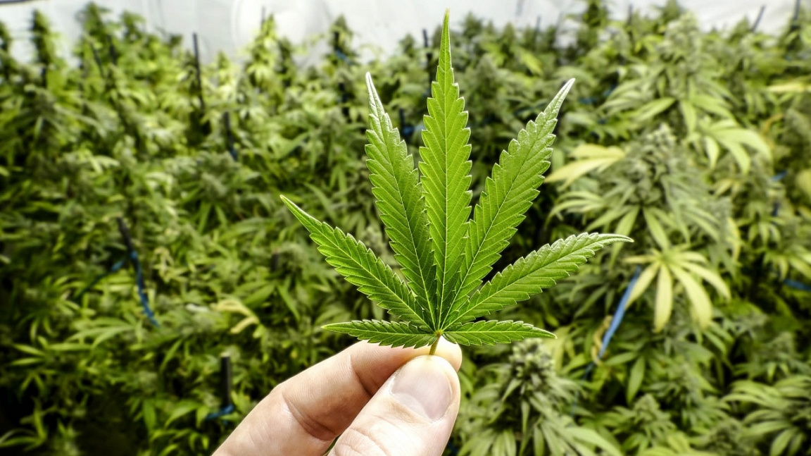 Marihuana sice tlumí některé nemoci, ale výrazně zvyšuje krevní tlak