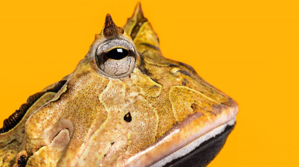 Žába jako nebezpečný predátor? Ta madagaskarská mohla lovit i dinosaury