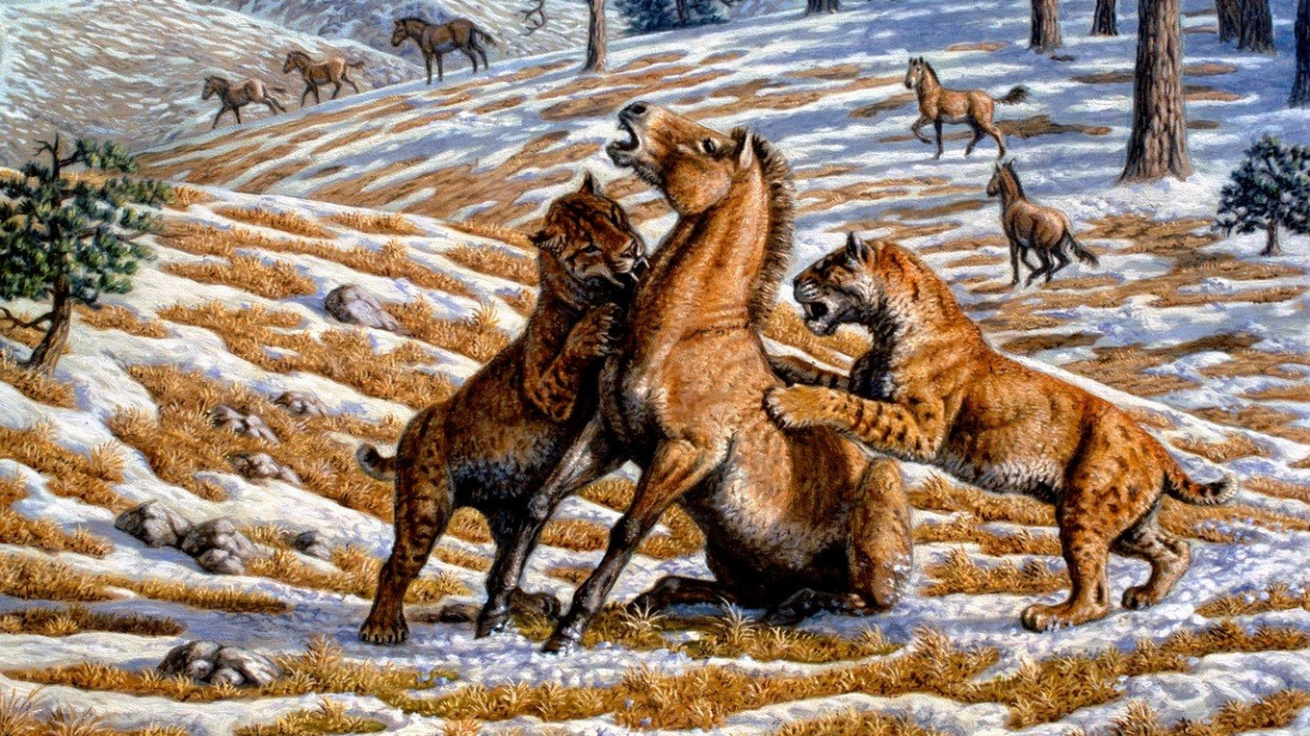 Evropští šavlozubí tygři podle nejnovějšího výzkumu vymřeli až docela nedávno