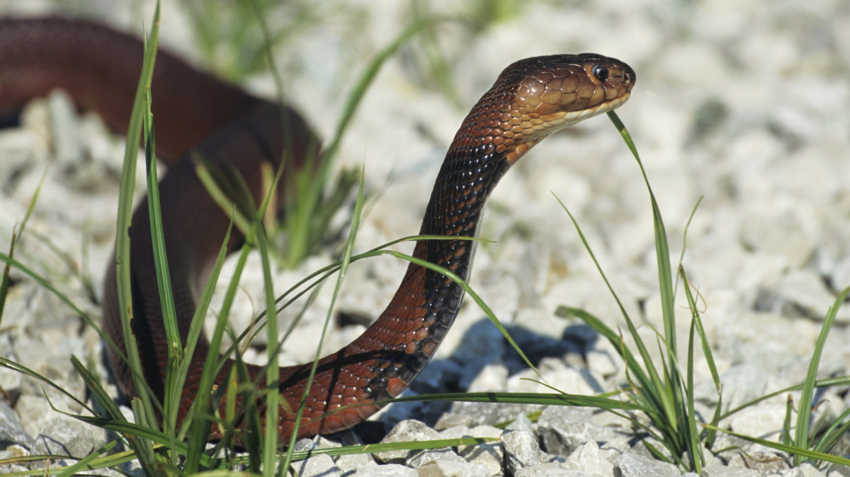Proč v Irsku nežijí žádní hadi?