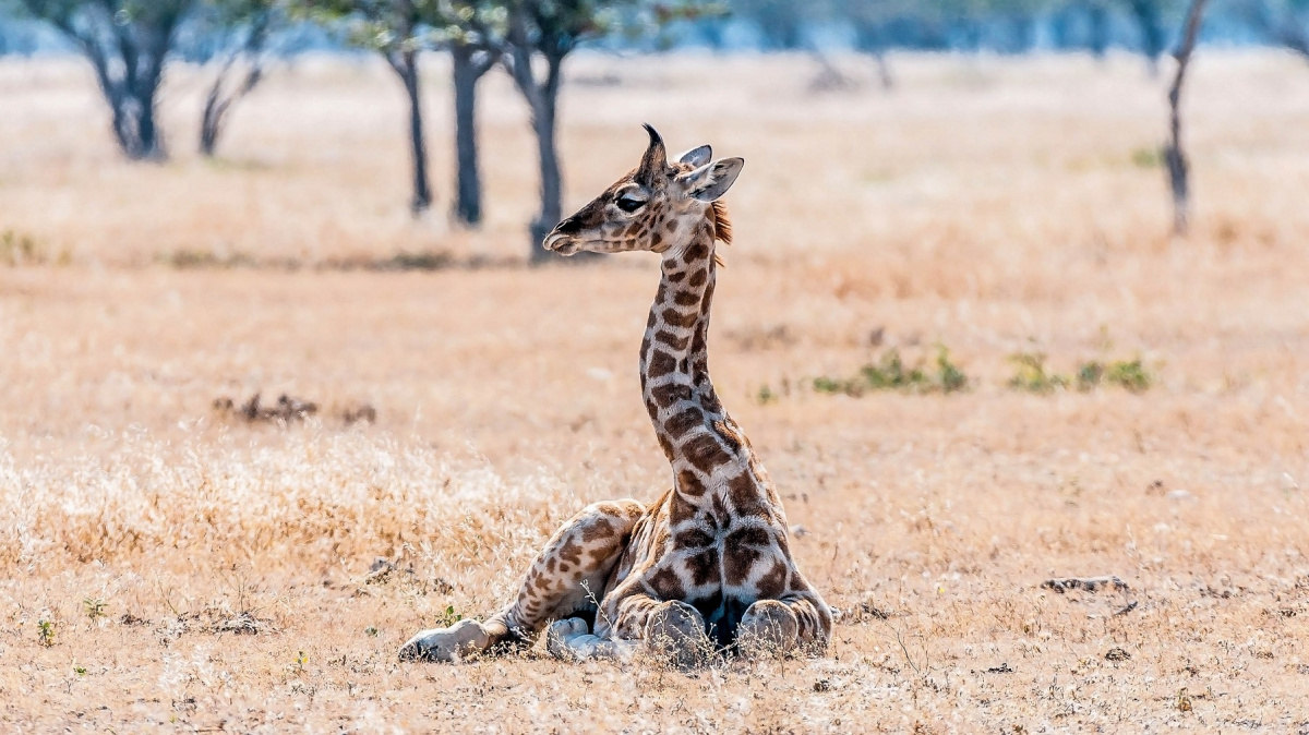 Jak savci ovládli svět? Po vymření dinosaurů se naučili žít ve dne