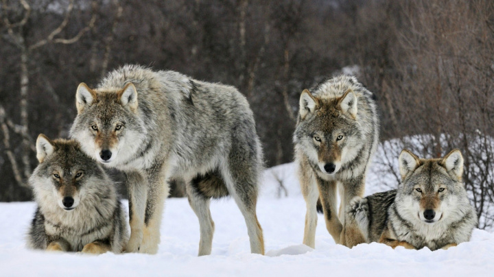 Poznejte středoevropské vlky. Kdo jsou, odkud pocházejí a čím se vyznačují?