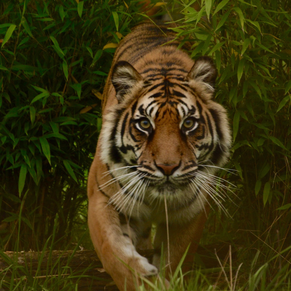 Vědci odhalili, proč mají šelmy různorodé obličejové masky
