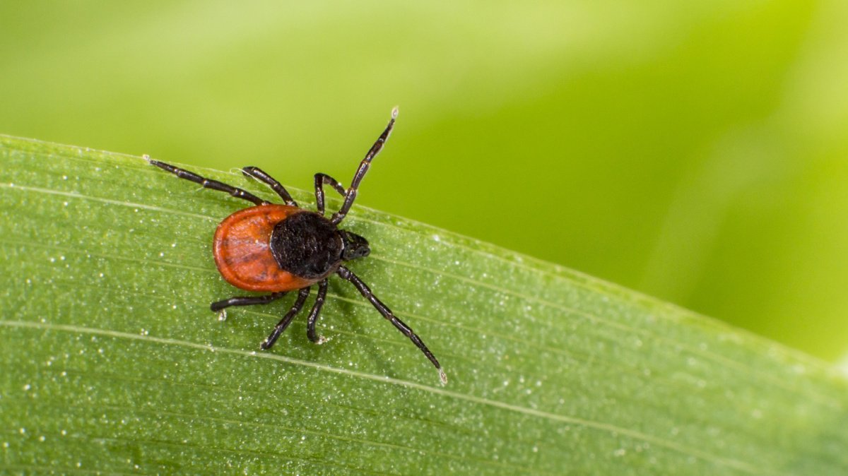 Seznamte se s 'Drákulou', který sál krev i dinosaurům
