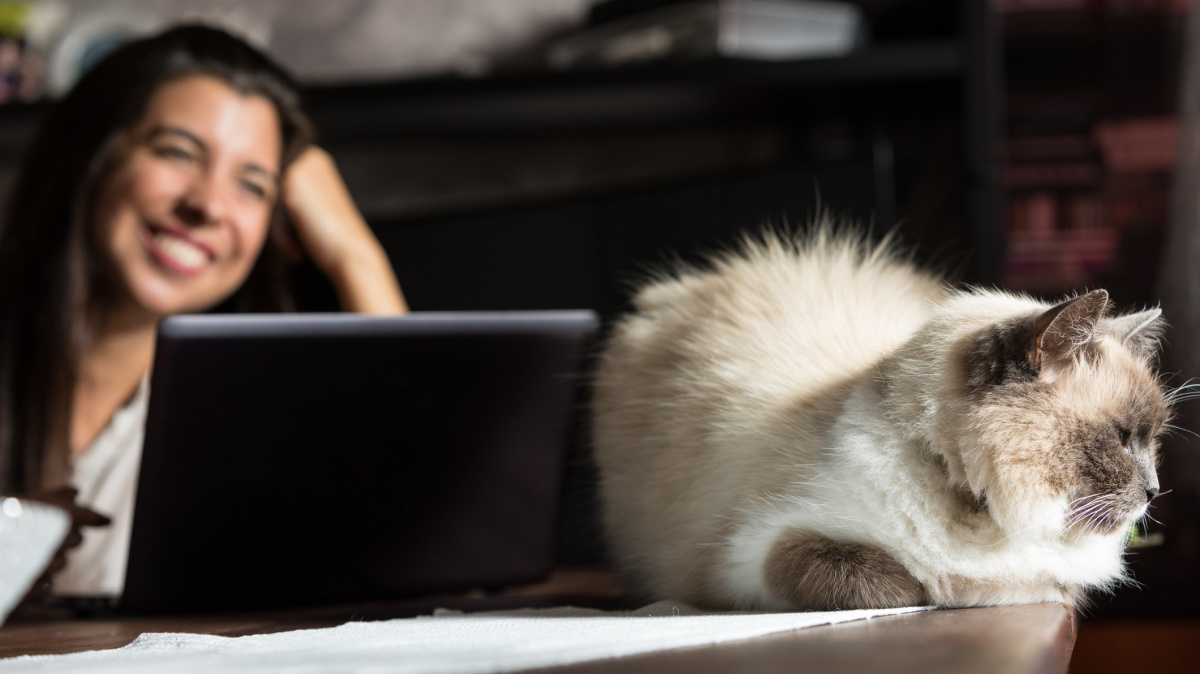 Jak překonat odpolední únavu? Jděte na procházku a pusťte si video s kočkami