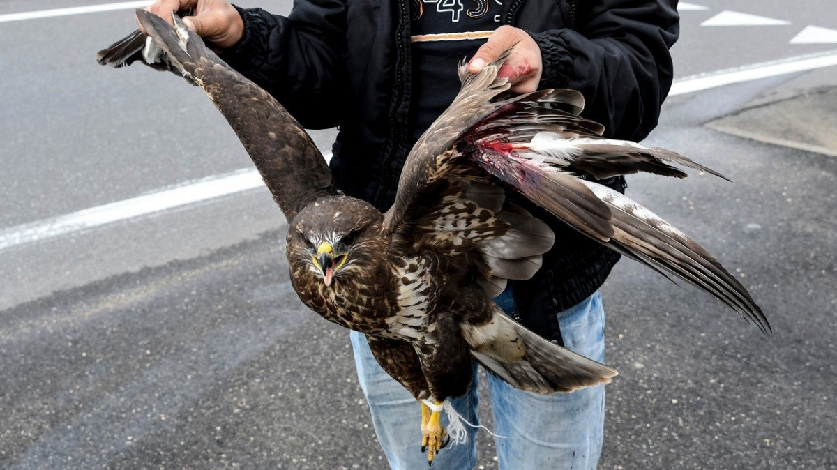 Brzy už jen na vlajce? Pytláci téměř vyhubili symbol Albánie