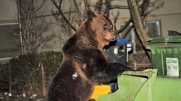Rumuni útočí na medvědy. Lov je zakázaný, tak je zabíjejí 'podomácku'
