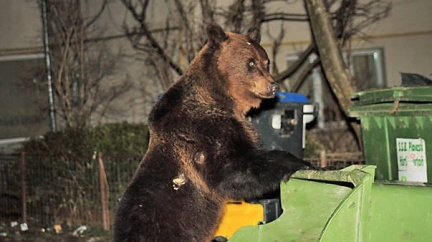 Rumuni útočí na medvědy. Lov je zakázaný, tak je zabíjejí 'podomácku'