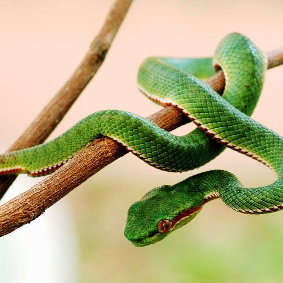 Smrtící houbová choroba ohrožuje hady po celém světě