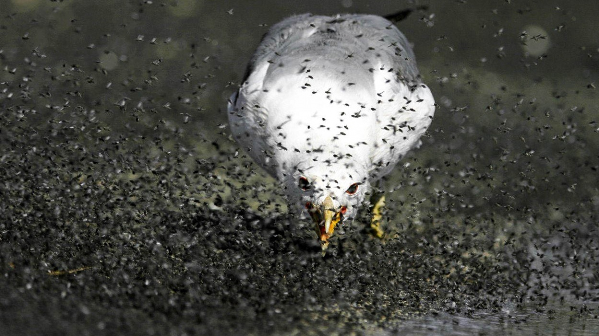 Další 'vetřelci' z jezera Mono. Proč si místní mouchy libují na dně jedových tůní?