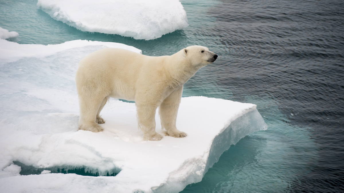 Tání ledovců žene lední medvědy na pevninu. Brzy začnou ohrožovat lidi