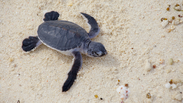 Svět mořských želv začínají ovládat samice. Bohužel